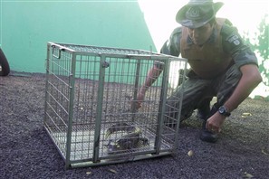 Filhote de jacaré é encontrado na área rural de Maringá